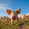 Wenn Fleisch jetzt billiger würde: „Das wäre ein Schlag ins Gesicht für uns Bäuerinnen und Bauern“