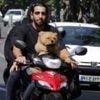 Iran expands dog walking ban