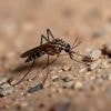Contre le chikungunya, les autorités lâchent des moustiques tigres stériles dans un quartier de Montpellier