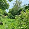 Groene oase in Berchem bedreigd: Saffierpark moet mogelijk wijken voor laatste stuk F11-fietsostrade