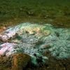 Massale sterfte onder zeesterren duurt al ruim tien jaar. Nu is eindelijk de veroorzaker ontdekt