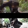 Shocking moment brazen thief steals child's SCOOTER from family's front garden - before she shamelessly takes off