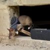 Land mines and tuberculosis are no match for Tanzanian ‘hero rats’ sniffing out danger and disease