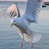 Devon pub landlord under fire for encouraging customers to fight back against seagull scourge with water guns