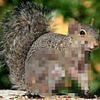 Terrifying 'zombie squirrels' with oozing flesh pods on their bodies invade US backyards