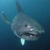 They're not ALL like Jaws! Five unloved sharks species you may never have heard of... including one that lives up to 500 YEARS