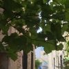 Pic de chaleur : à Nîmes, les habitants cherchent la fraîcheur sous 36 degrés