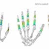 Early human ancestors used their hands to both climb trees and make tools, new study shows
