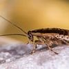 Cockroaches found at luxury hotel with top restaurant once owned by celebrity chef - as food inspectors say pests have been an issue 'for at least a year'