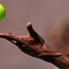 Pro tennis tours file motion to dismiss antitrust lawsuit from Djokovic's players' association