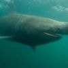 Sharks and oysters set to thrive in warmer UK waters