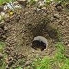 RSPCA puts out plea after bucket of dead puppies were found buried at allotment site and dogs' bodies were discovered dumped in separate counties just days apart