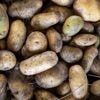 Les pommes de terre modernes descendent de la tomate, révèle une étude