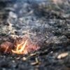 Wald in Flammen: Studie: Mischwälder senken Waldbrandrisiko in Brandenburg