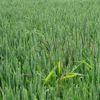 Comment lutter contre les mauvaises herbes sans pesticides ? Voici les meilleures alternatives