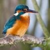 Naturschutz: Eisvogel bis Spatz: Berliner zum Vogelzählen aufgerufen