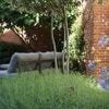 Welke planten houden (niet) van zon? En hoe kan een parasolboom je helpen? Zo richt je je tuin slim in