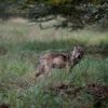 Gelderland mag bijtende wolf Hoge Veluwe afschieten