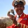 Royal swan count sees numbers on Thames resurface after dip