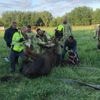 Paard sukkelt in beek in Vilvoorde nadat het wordt achternagezeten door hengst