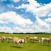 Die Kühe verschwinden, der Landwirt auch: Warum Rindfleisch aus Brandenburg immer teurer wird
