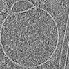 Scientists are BAFFLED after discovering a mysterious new structure hiding inside human cells