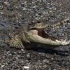 Indonesien: Krokodil tötet Mann auf Sumatra