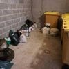 Dans les Côtes-d’Armor, leurs conteneurs à poubelles n’ont pas été sortis pendant près de 6 semaines