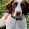 Bert the police dog who took part in Queen's funeral and once sniffed out £250,000 of cash in single search dies in car crash