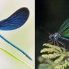 Natur und KI: Warum KI-Bilder von Tieren problematisch sind