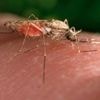 Swiss medicines authority issues first approval for antimalarial drug for treatment of infants