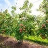 Schätzung der Obstbaubetriebe: Überdurchschnittliche Apfelernte erwartet
