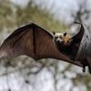Qu’est-ce que le lyssavirus, ce virus de chauve-souris, qui a causé la mort d’un Australien cet été?