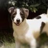 Animaux de compagnie : les affaires d'empoisonnement se multiplient
