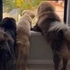 Dog picture posted to Instagram costs an Australian woman $50,000