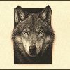 Hoe een roofdier angst en fascinatie brengt: dit vindt Nederland écht van de wolf