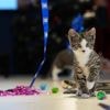 Welcome to kitten season, when animal shelters need all the help they can get