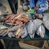 Foreign overfishing in Senegal fuels migration to Spain, a report finds