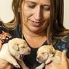 Dog sitter who looked after her brother's labrador while he went on holiday ends up with a DOZEN puppies