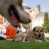 Turkey's top court upholds controversial law on culling of stray dogs