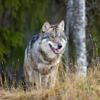 Wolf die hardloper beet op Hoge Veluwe mag van rechter worden gedood