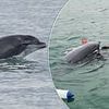 When dolphins attack! The furious Flippers committing vicious and unprovoked assaults on swimmers