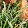 Eerste grondvorst sinds hoogzomer gemeten: 'Uitzonderlijk vroeg'