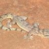This flat-bodied South African gecko was a 'lost' species. It's been found again after 34 years