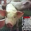 Pork producer Cranswick sacks four workers in animal cruelty probe at one of its pig farms
