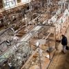 Cambriolage au Museum d'Histoire naturelle à Paris : une enquête pour vol en bande organisée est ouverte
