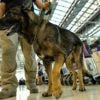 Aéroport de Roissy : un trafic de cocaïne démantelé, des bagagistes impliqués