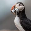 The tiny island where puffins are thriving despite global decline
