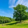Wandern durchs Weltnaturerbe: „Schaut euch diesen Opa unter den Bäumen an“