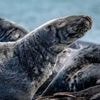 Höchststand seit Zählbeginn: Mehr Kegelrobben leben im Wattenmeer - Trend hält an